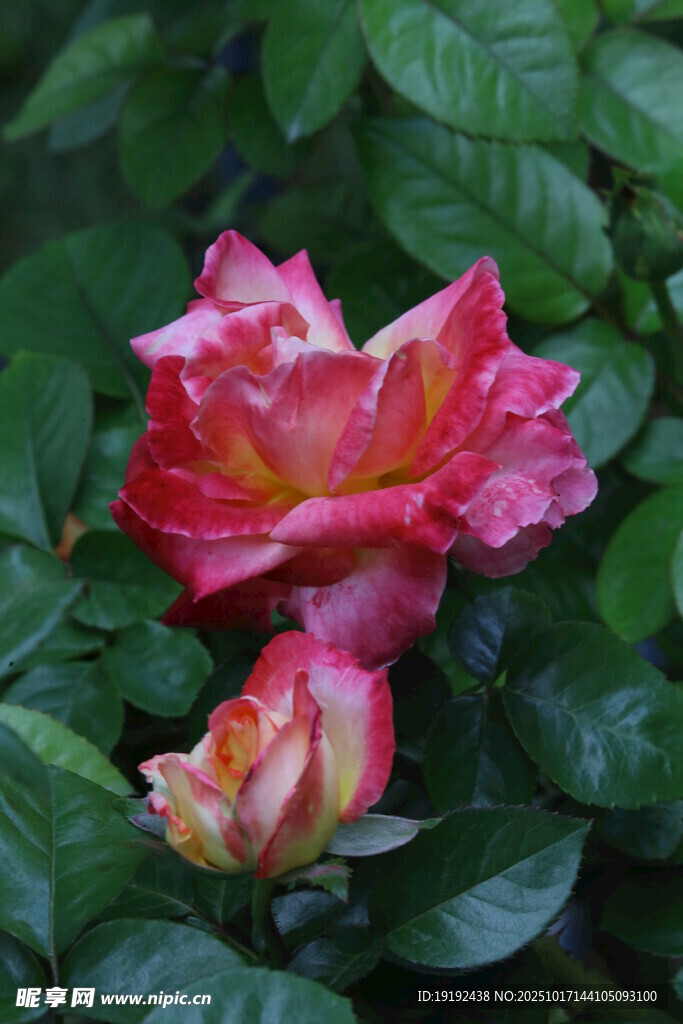 月季花  
