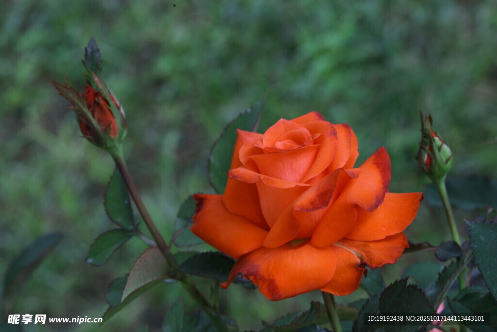 月季花 