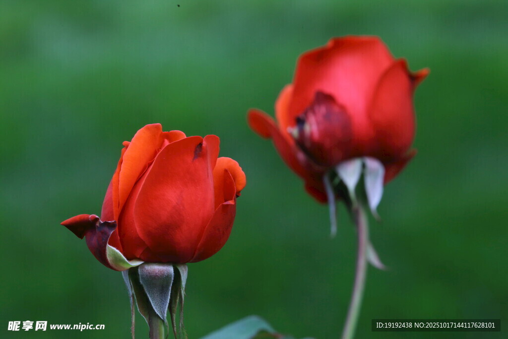 月季花 