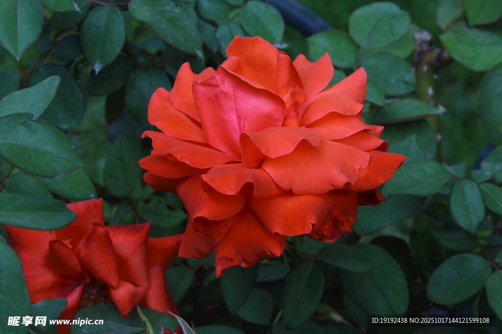 月季花  