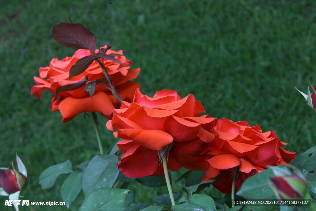 月季花  
