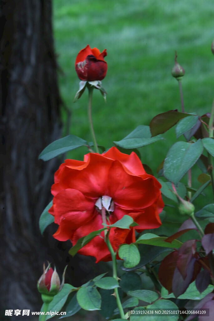 月季花  