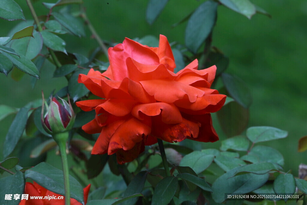 月季花 