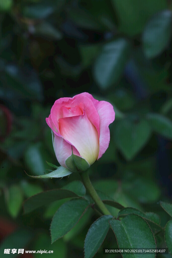 月季花  