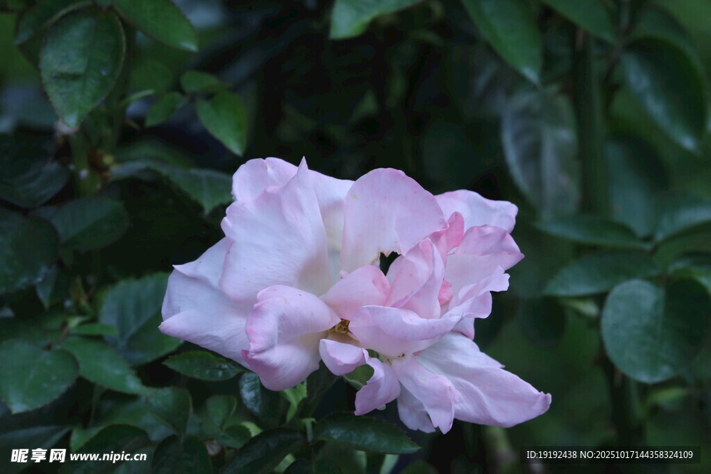 月季花  