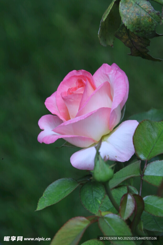 月季花  