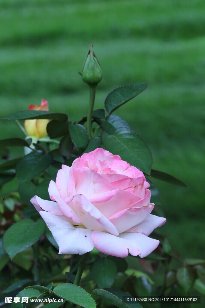 月季花 