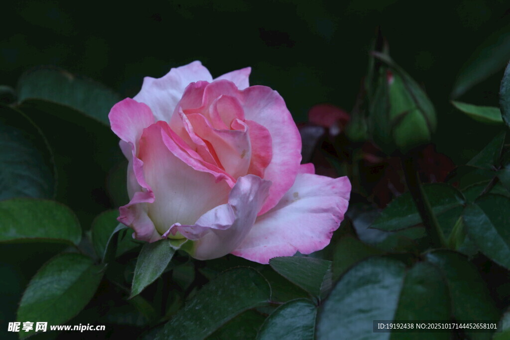 月季花 