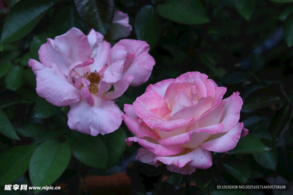 月季花  