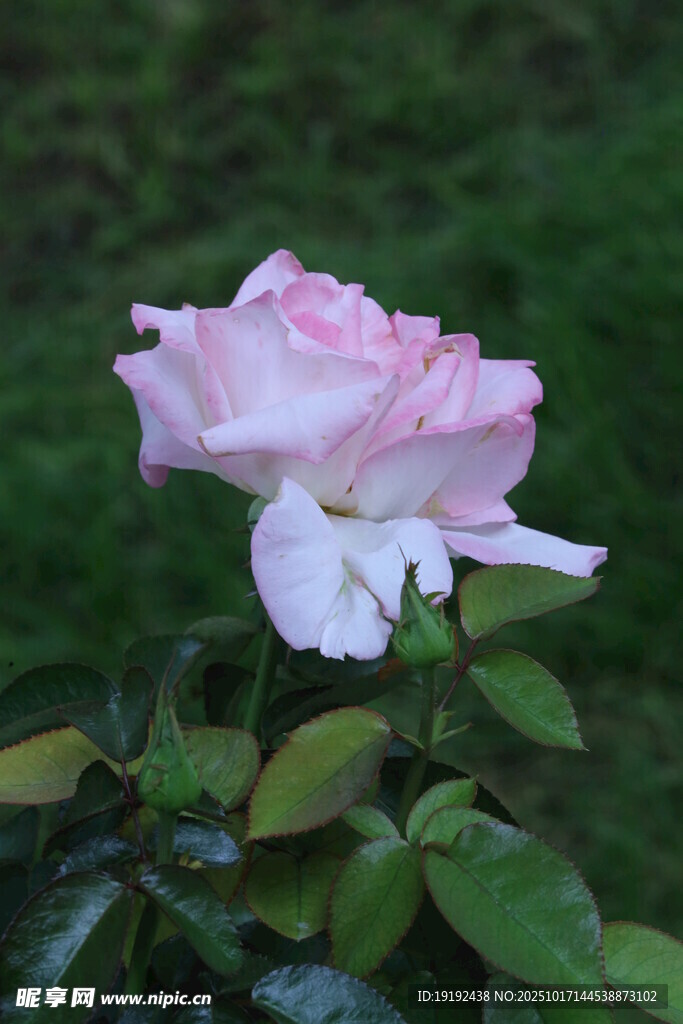 月季花 