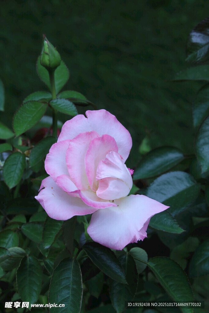 月季花 