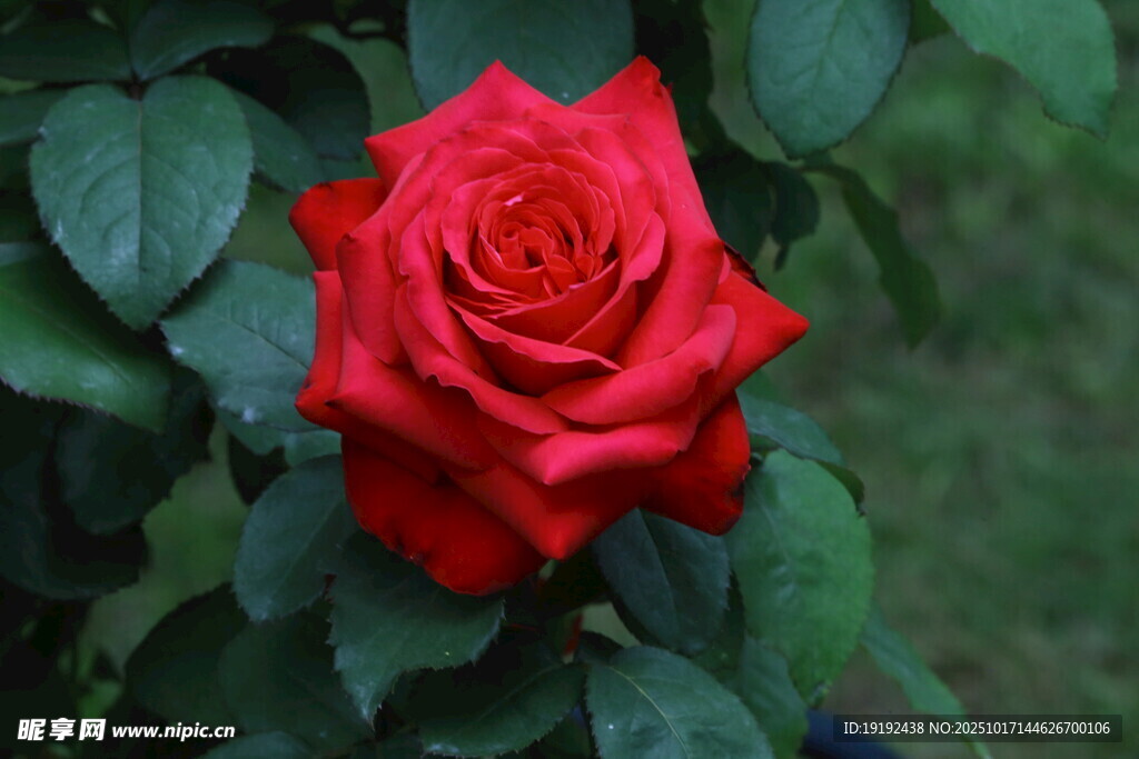 月季花  