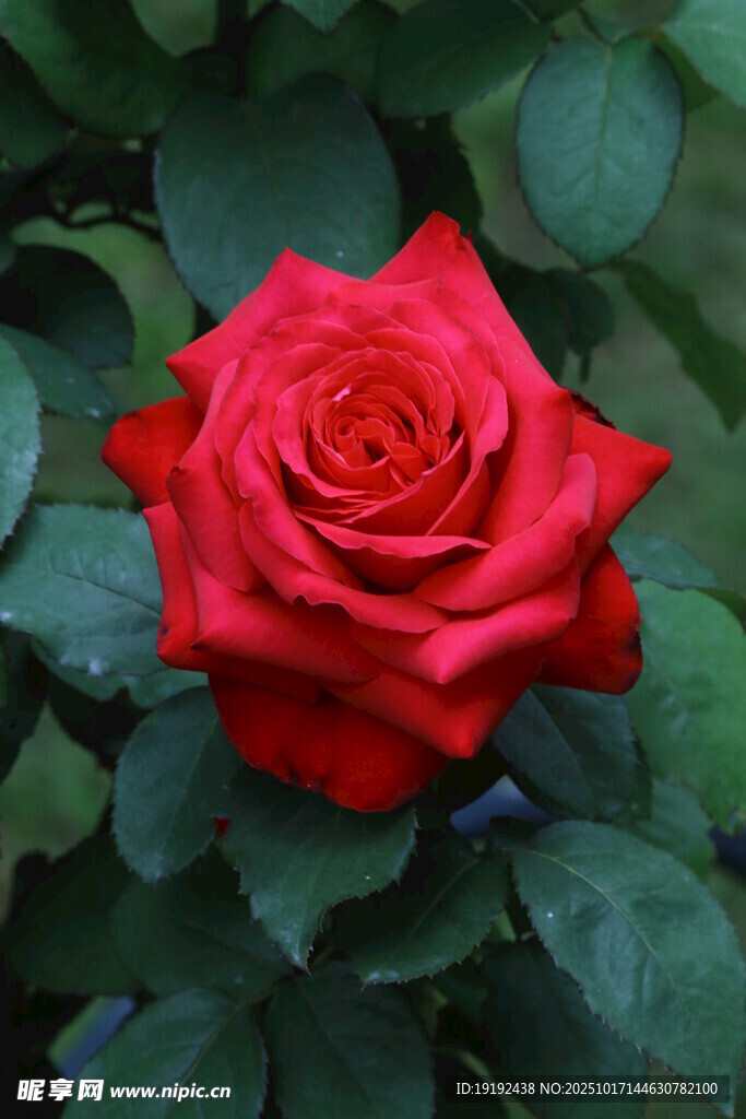 月季花 