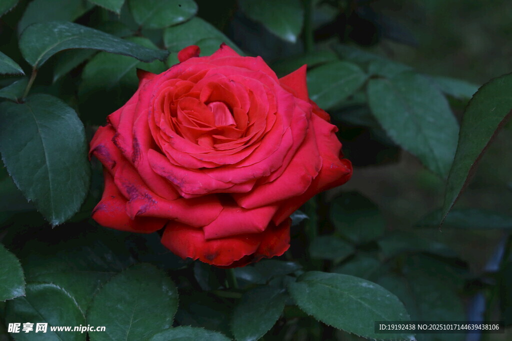 月季花  