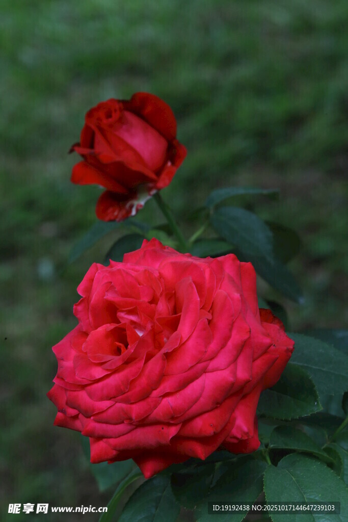 月季花  