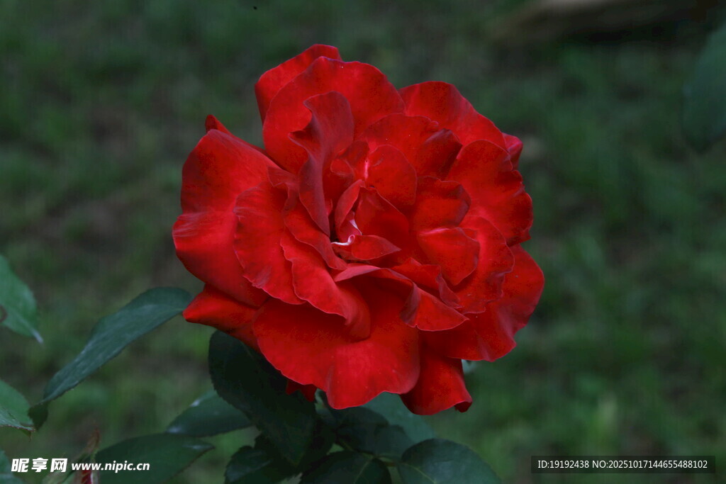 月季花  