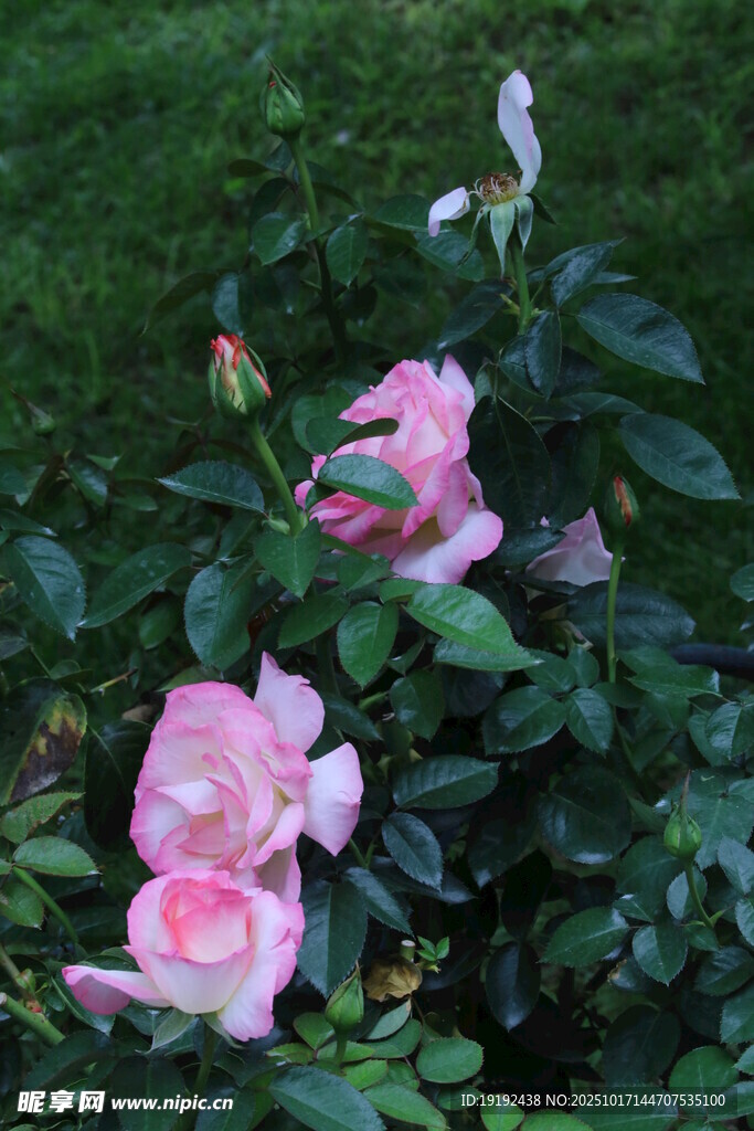月季花  