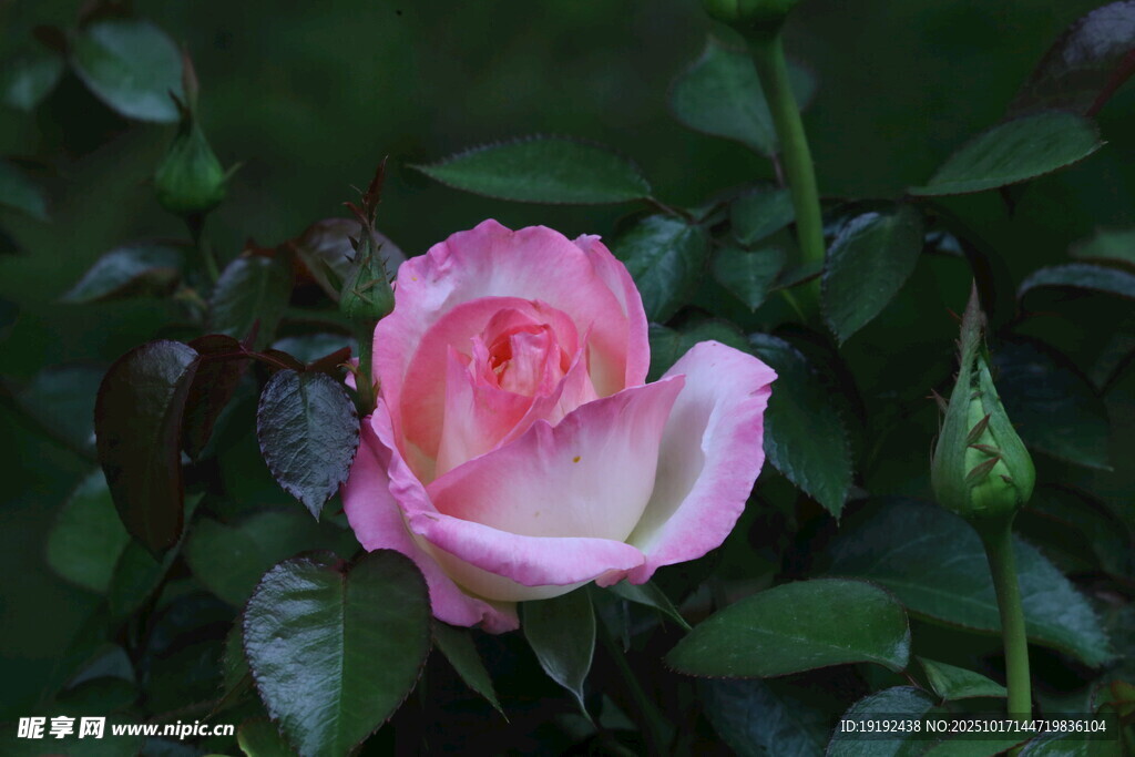 月季花  