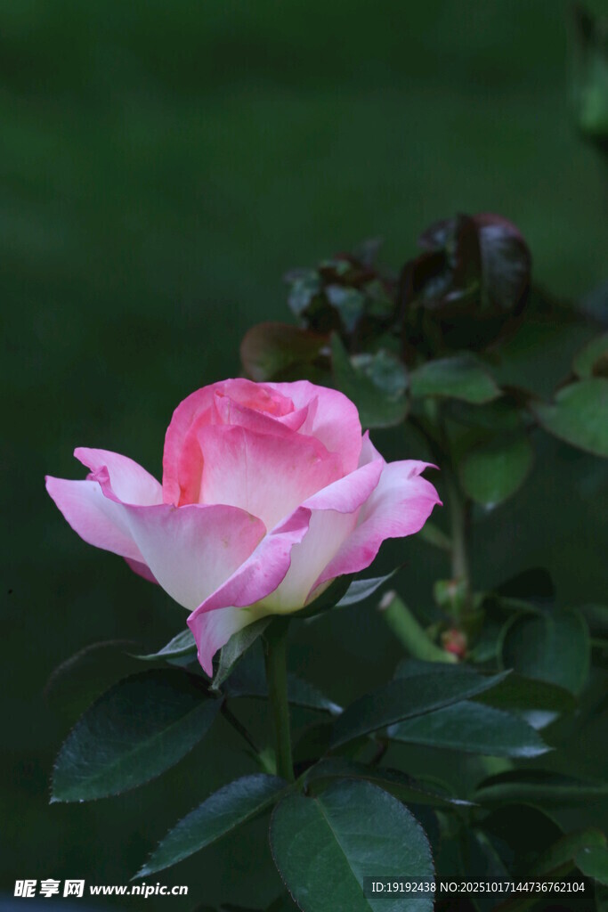 月季花 