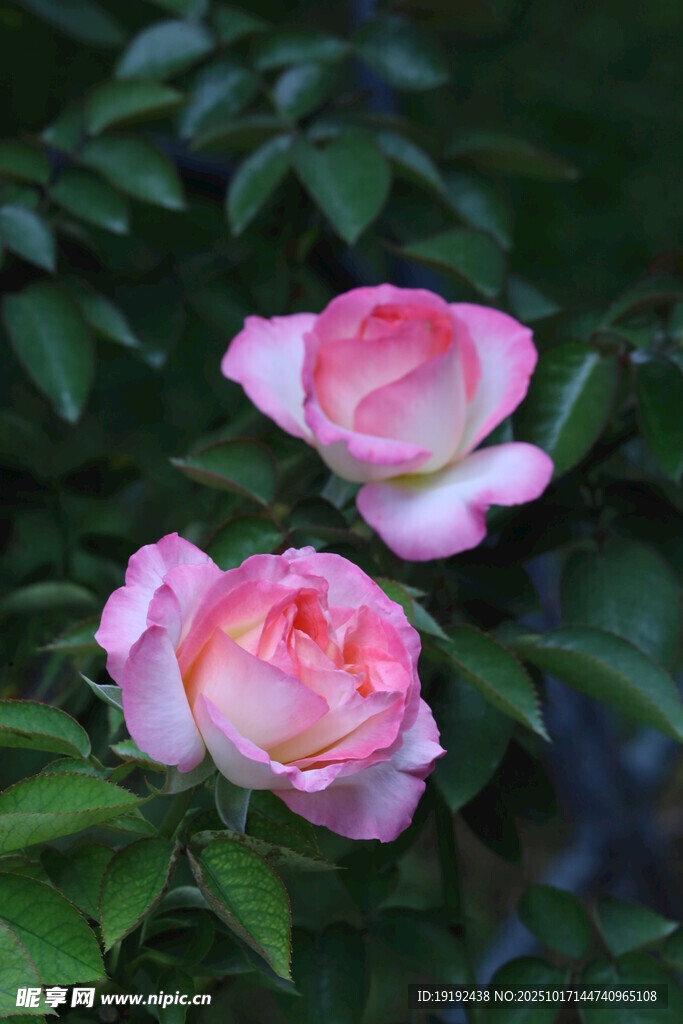 月季花 