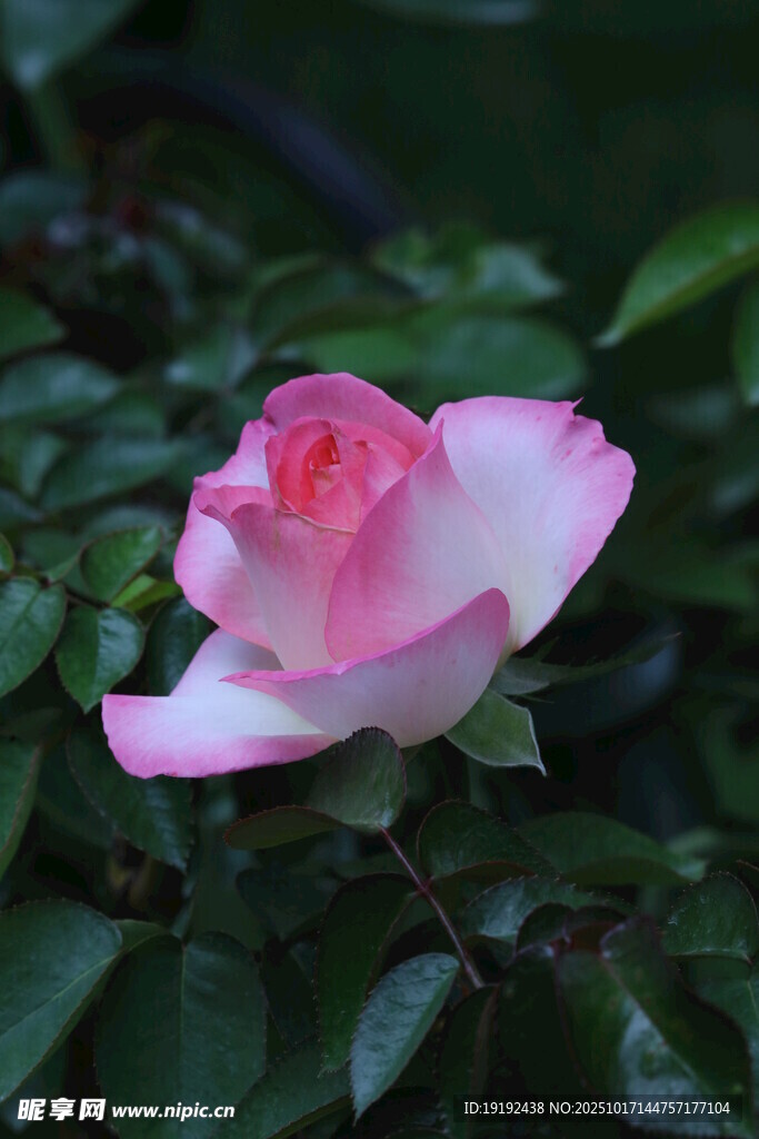 月季花 