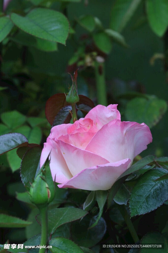 月季花 