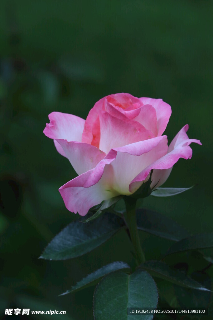 月季花 