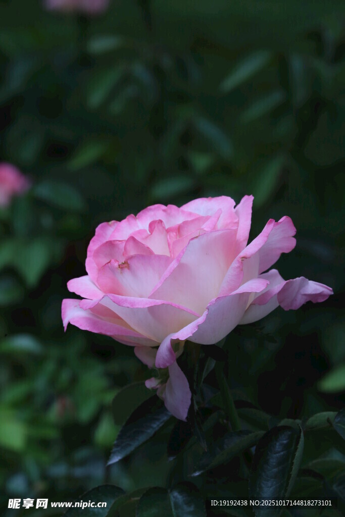 月季花 