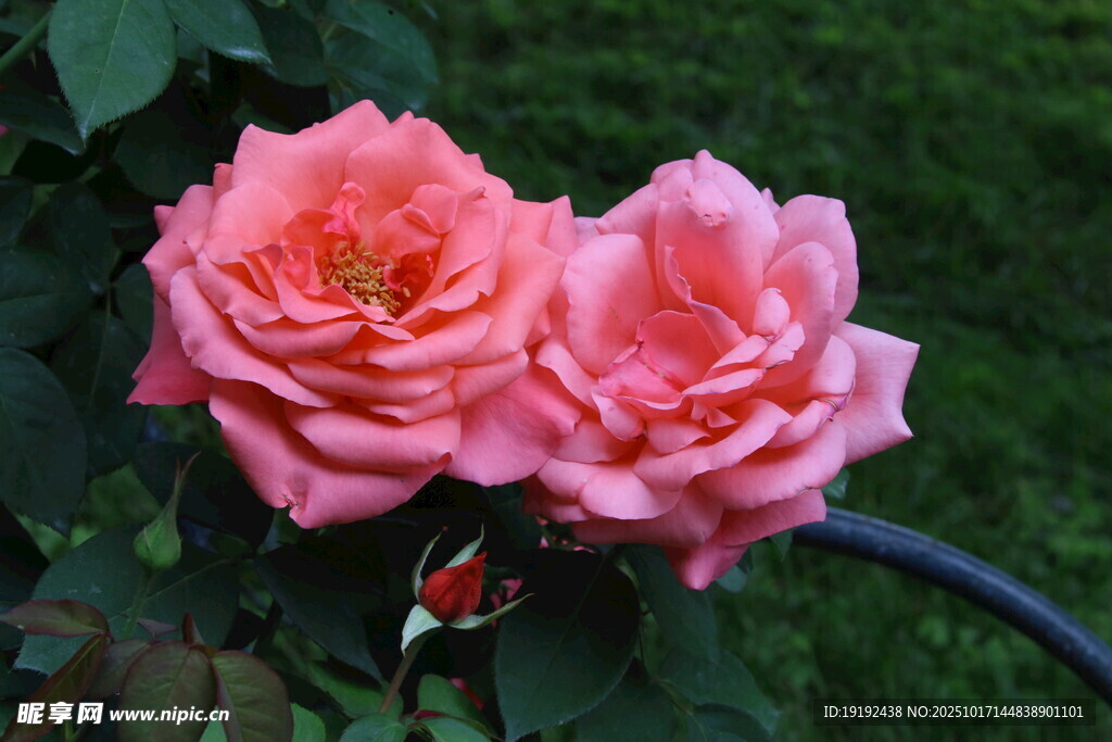 月季花 