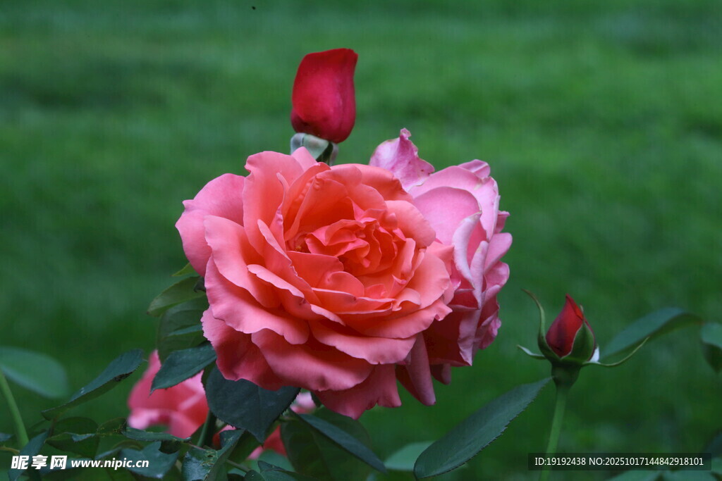 月季花  