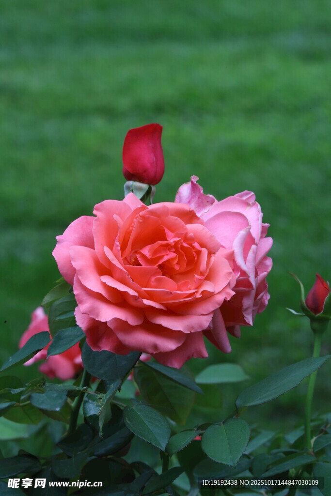 月季花 