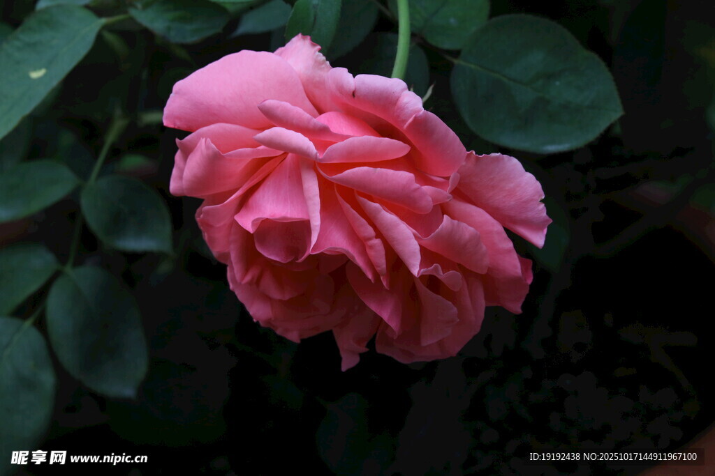 月季花 
