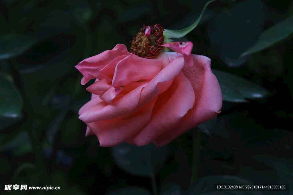 月季花 