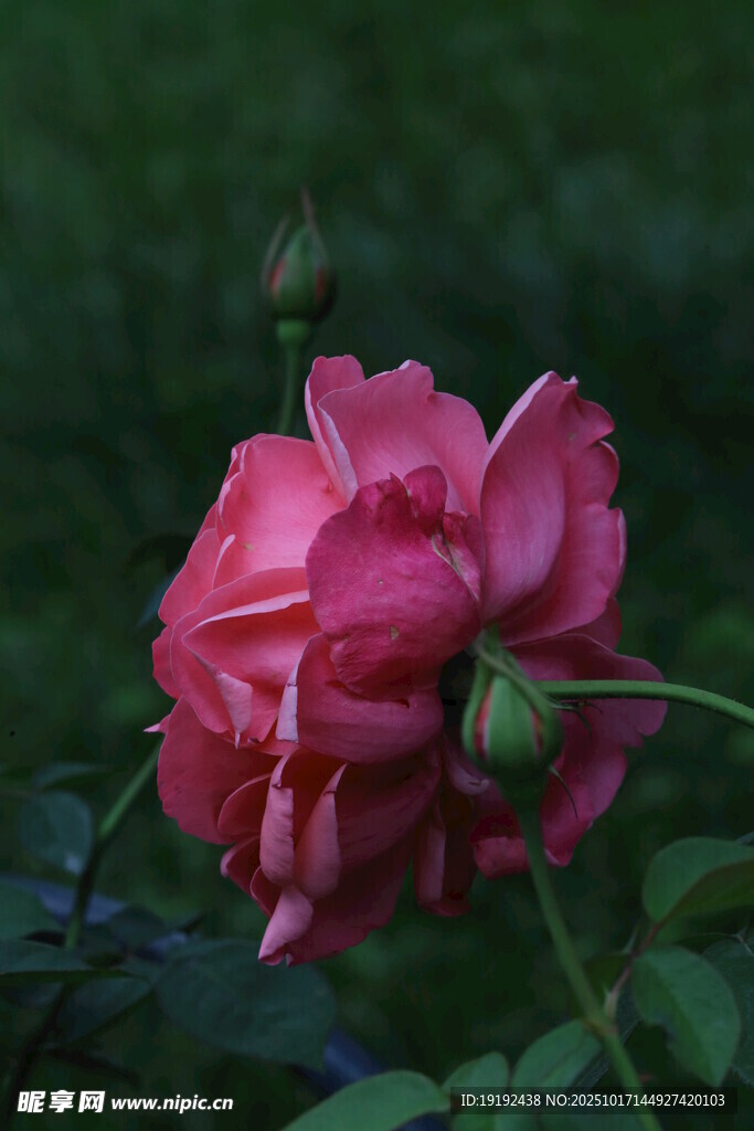 月季花 