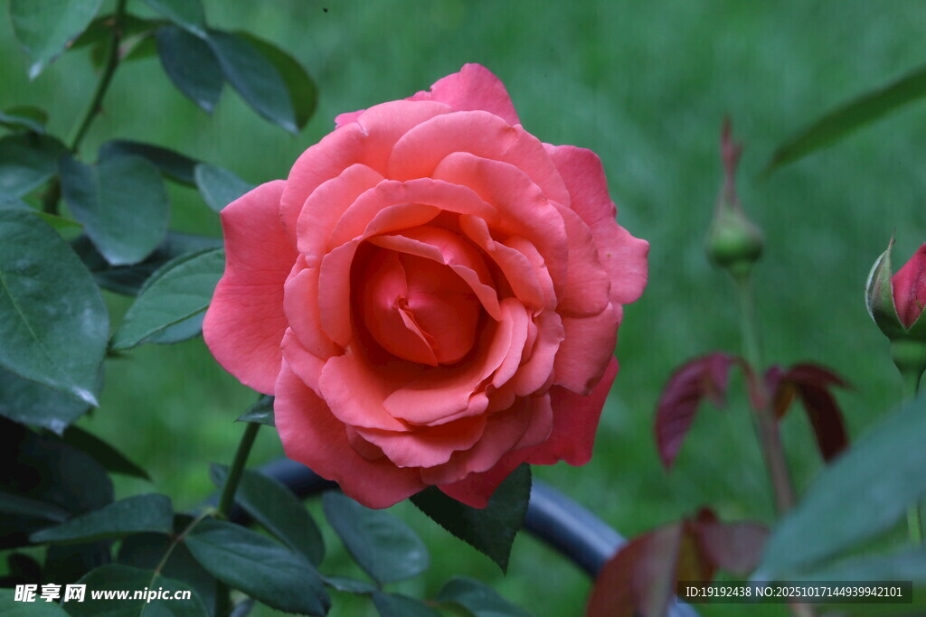 月季花  