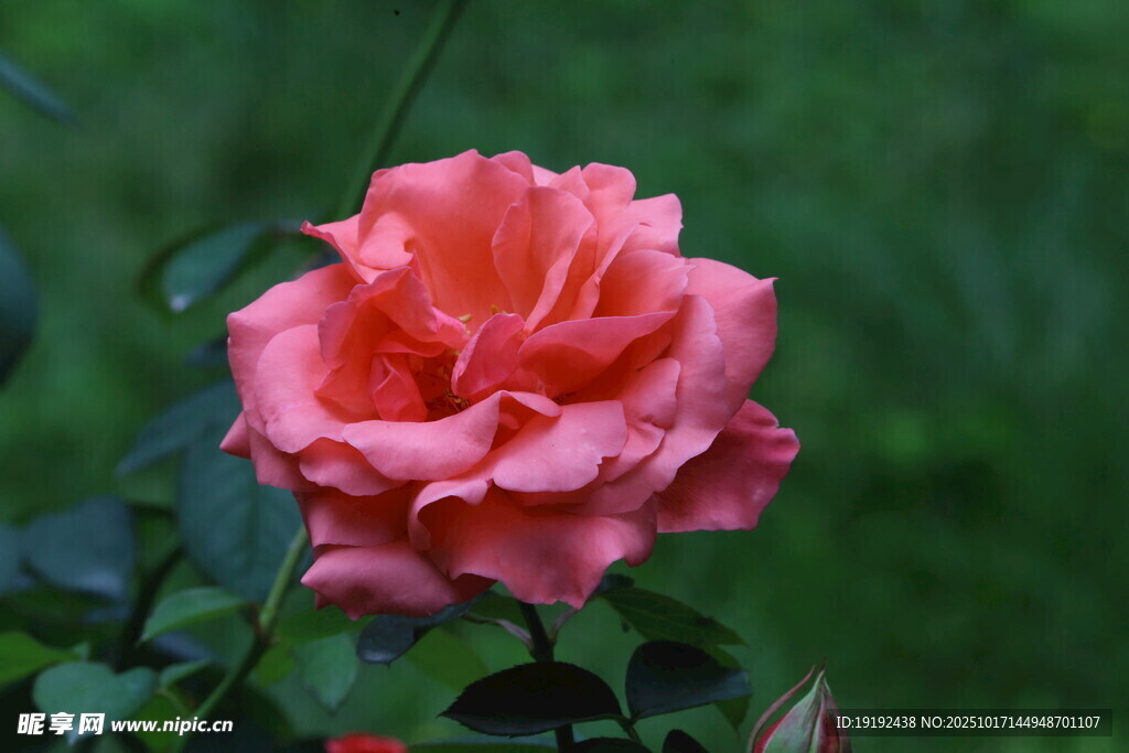 月季花 