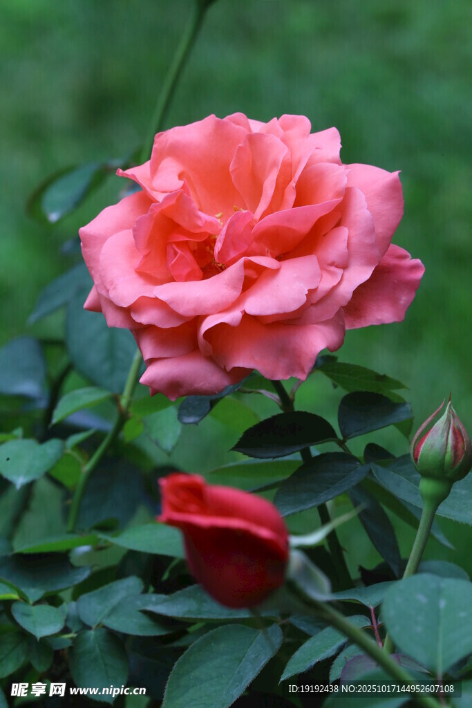 月季花 