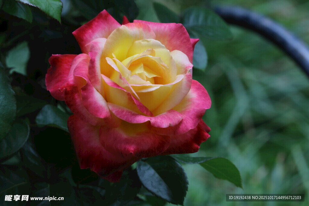 月季花 