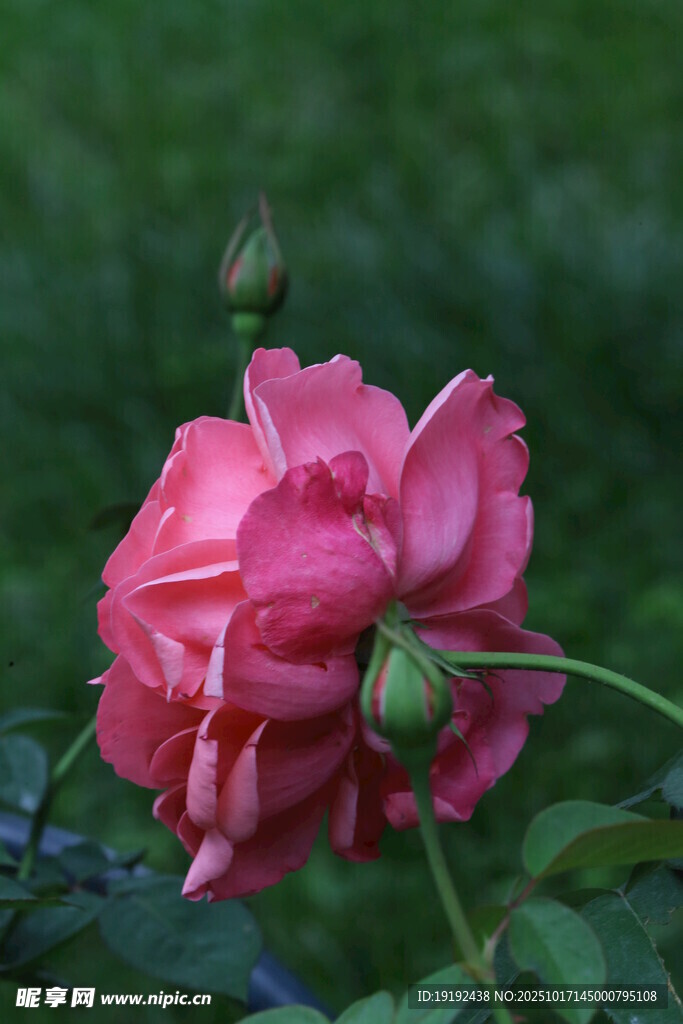 月季花  