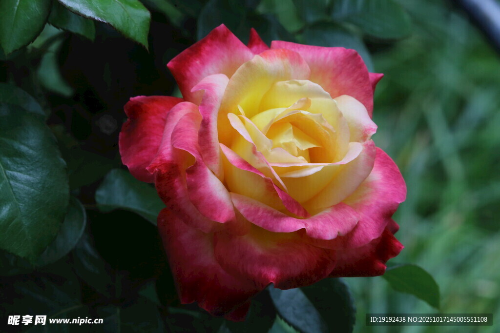月季花 