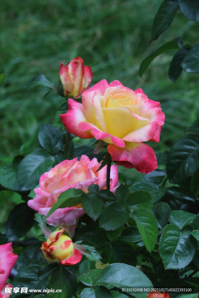 月季花 