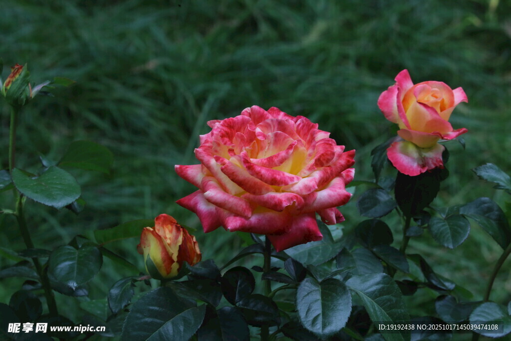 月季花 