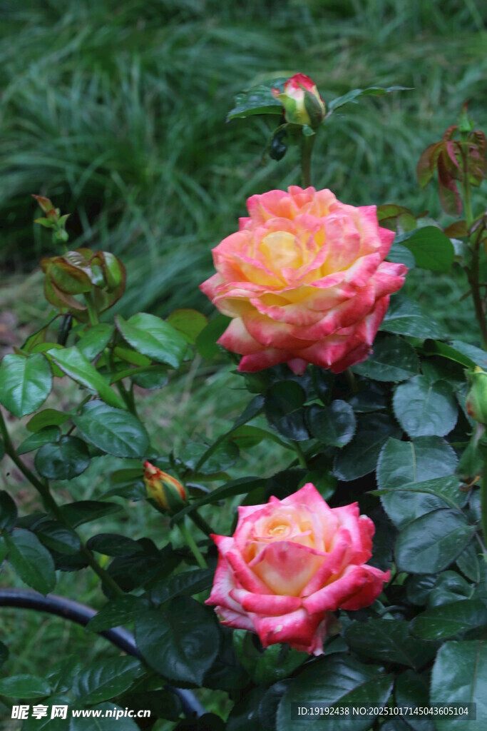 月季花 