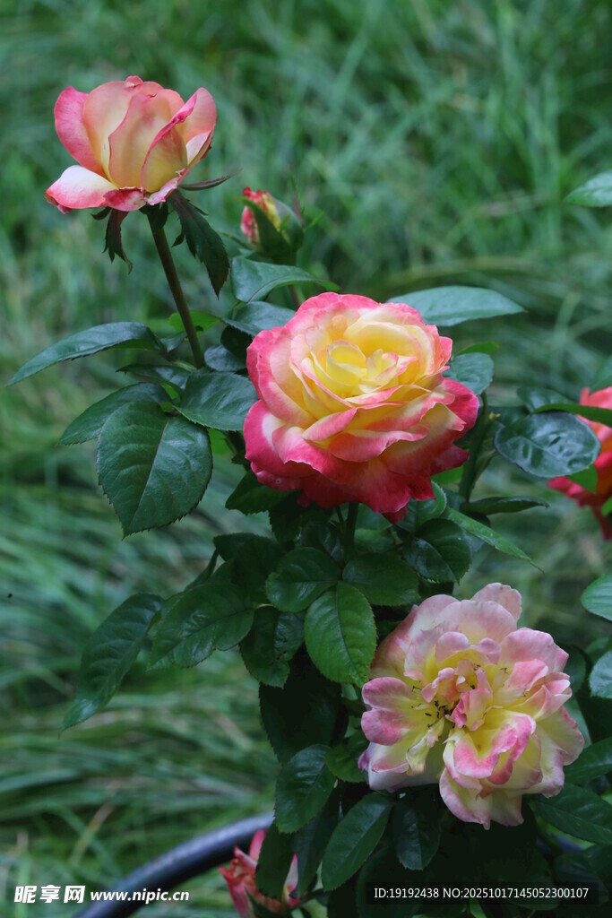 月季花  