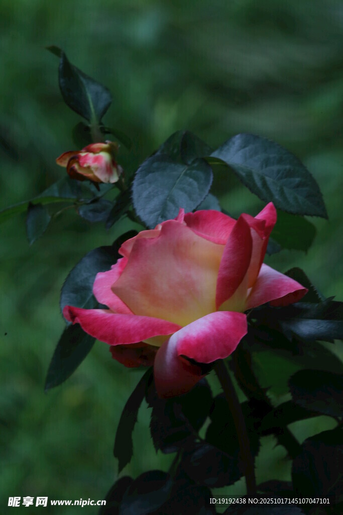 月季花 