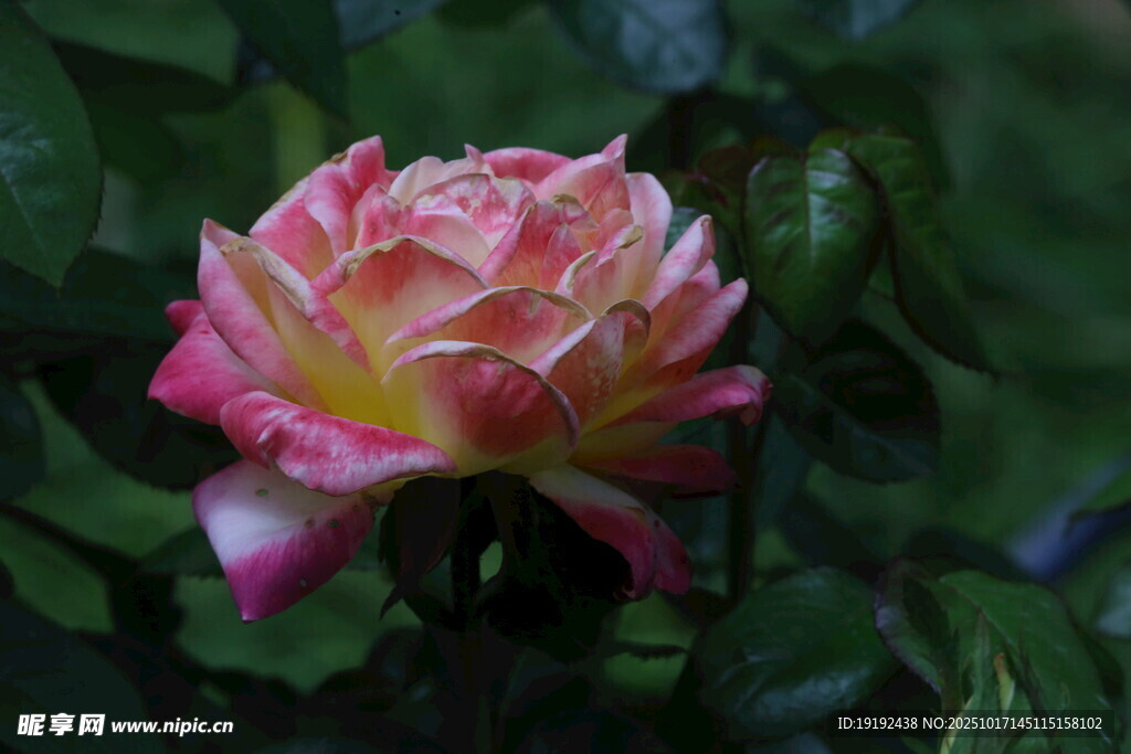 月季花 