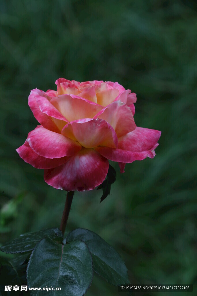 月季花  