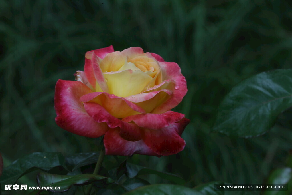 月季花  