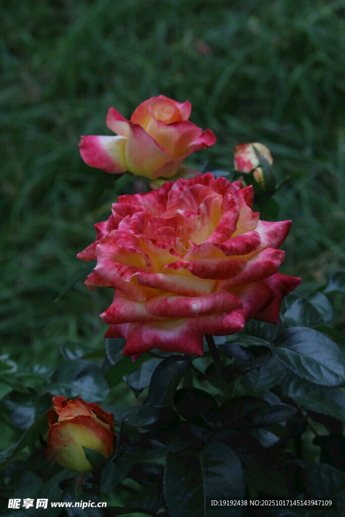 月季花  