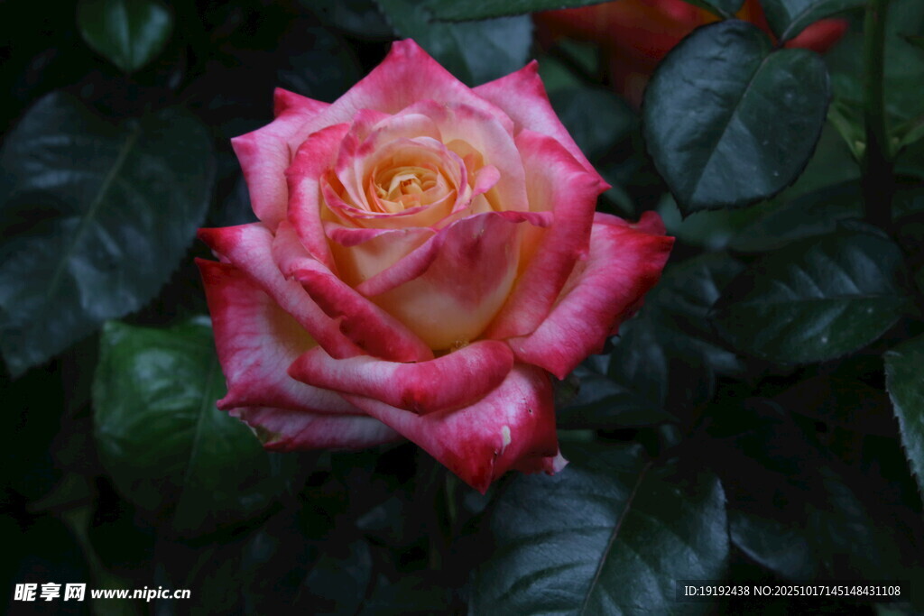 月季花 